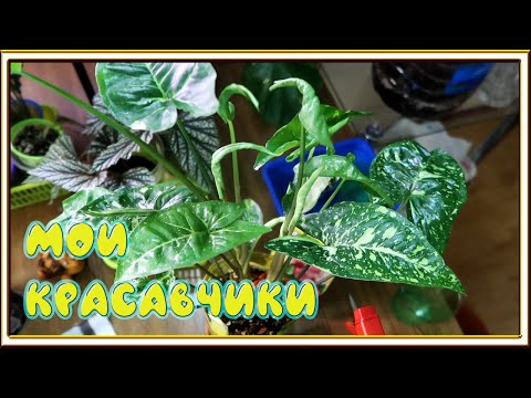 Видео: Моя коллекция Сингониумов