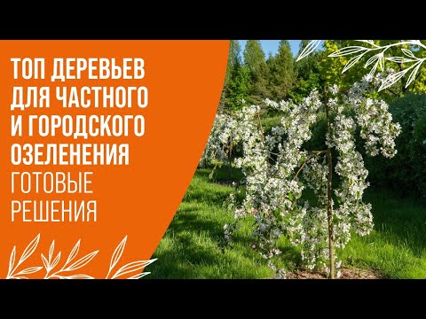 Видео: ТОП ДЕРЕВЬЕВ ДЛЯ ЧАСТНОГО И ГОРОДСКОГО ОЗЕЛЕНЕНИЯ