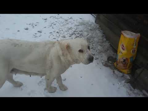 Видео: Бугай Алабай. Снег и СОБАЧИЙ холод.