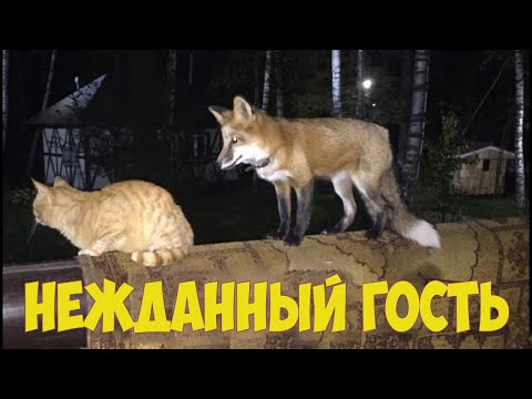 Видео: ЛИ СЯО. Алиса - Лиса. Неожиданный гость у лисы, которому она была очень рада. Забавные моменты.