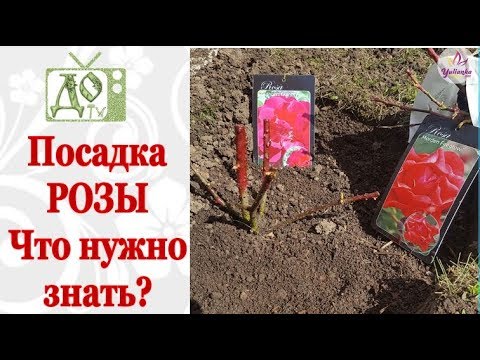 Видео: САЖАЕМ КУСТОВЫЕ РОЗЫ / СЕКРЕТ ПРАВИЛЬНОЙ ПОСАДКИ от DelaOgorodnieTV