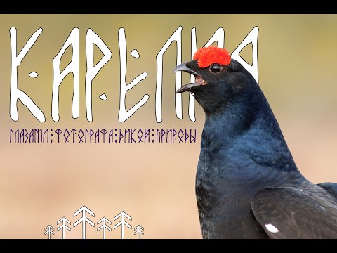 Видео: Карелия глазами фотографа дикой природы🌲🌲🌲