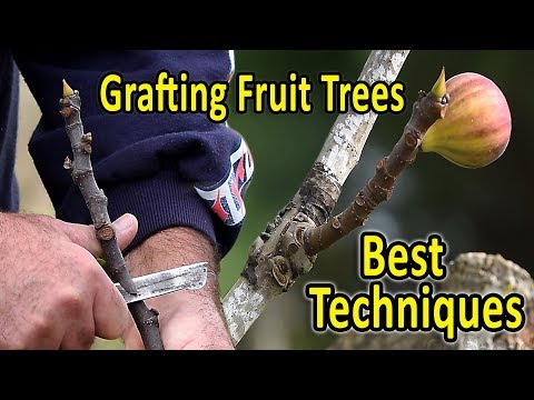Видео: Прививка фруктовых деревьев | 2 лучших метода прививки инжира и других фруктовых деревьев