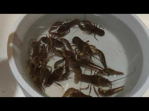 Видео: Раки. Самец или самка.Как определить.