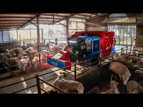 Видео: Кормление в Социальной конюшне Монастье 🐮