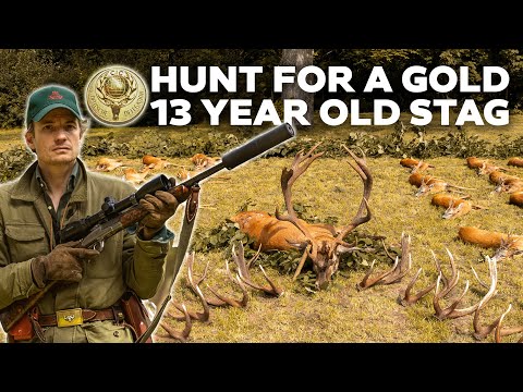 Видео: Франц-Альбрехт охотится на 13-летнего рыжего оленя, получившего золотую медаль
