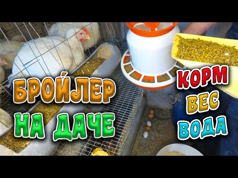Видео: ПРО ВЕС БРОЙЛЕРА, МУЛАРДА, И САМОДЕЛЬНЫЙ КОРМ