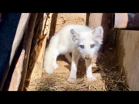 Видео: Видя снова маленькую лису 🦊, она выглядела так несчастно, что мне стало больно. 🦊💔😘❤👍👍👍