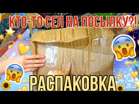 Видео: Комнатные растения.ЕЩЁ ОДИН ОБМЕН!?РАСПАКОВКА ПОСЫЛКИ ПО ОБМЕНУ \КТО-ТО СЕЛ НА КОРОБКУ С ЦВЕТАМИ!?