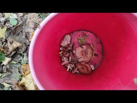 Видео: Хотели закрыть грибной сезон, да не тут-то было !