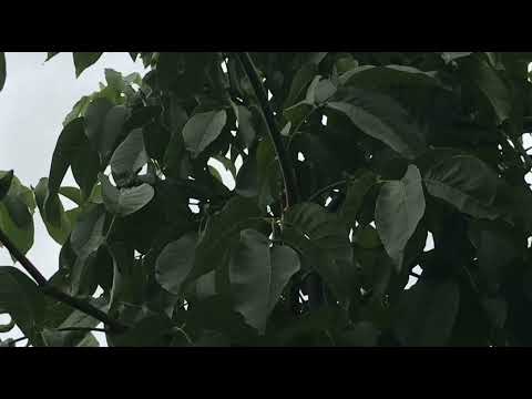 Видео: Результат правильной обрезки грецкого ореха. Мои первые грецкие орехи.