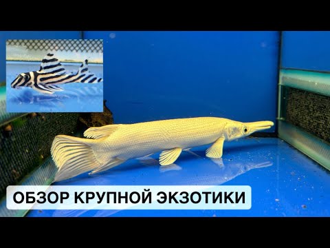 Видео: Птичий Рынок 2024 / Крупные экзотические рыбки / Платиновые щуки, скаты и пираньи / L-046
