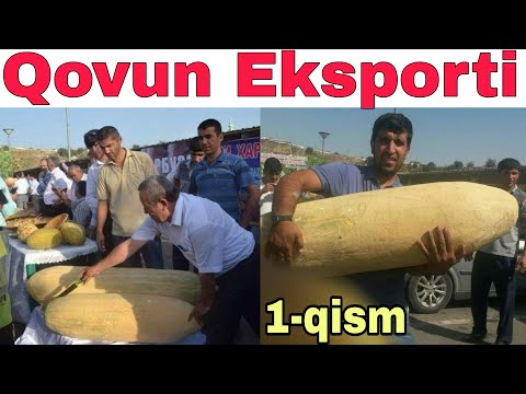 Видео: ҚОВУН ЭКСПОРТИ