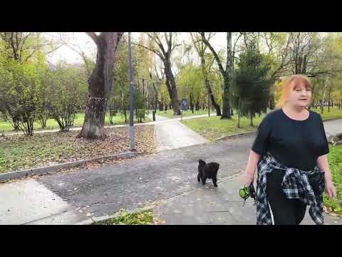 Видео: Как связаны Вячеслав Зайцев, парк Торфянка и Лось?  