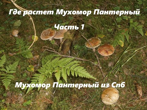 Видео: Где собирать мухоморы пантерные в Спб и Лен  обл  часть 1