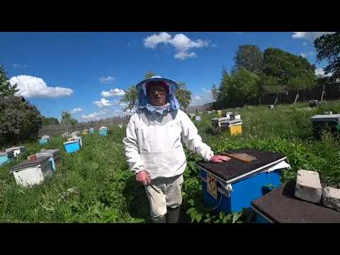 Видео: Как не упустить главный взяток и быть с мёдом, если семьи роились  Пасека Лаврова