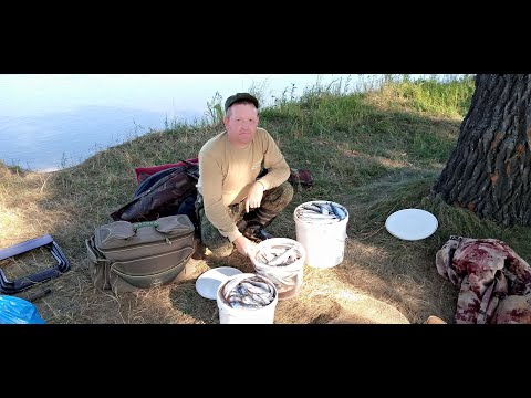 Видео: Рыбалка на Вятке 2021г.  Ловля чехони на резинку. Чехонь размером с "полторашку"!