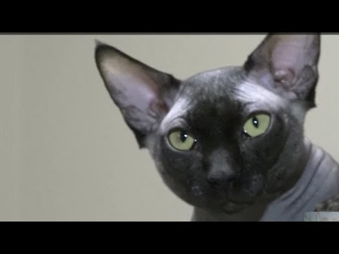 Видео: Кота сфинкса спасли из мусорки зимой (Реакция)