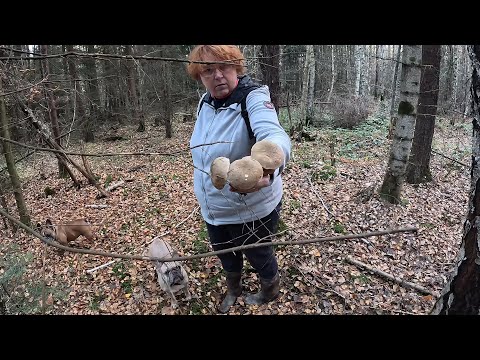 Видео: Такого ГРИБНИКИ точно НЕ чекали!.Непогано зібрали для 6-го листопада 2024 року!