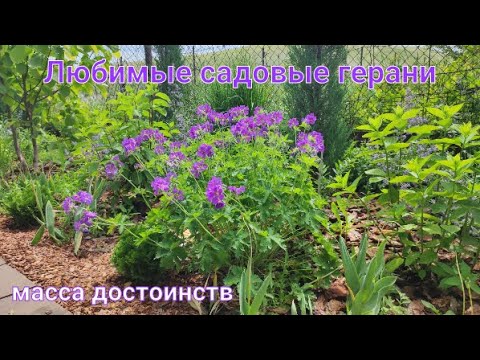 Видео: ТОП-3 САДОВЫЕ ГЕРАНИ. Самые лучшие, самые любимые, самые неприхотливые!