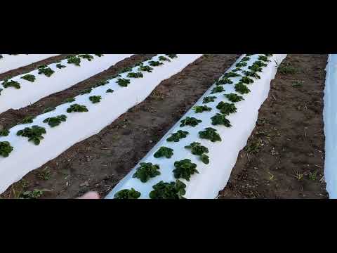 Видео: Октябрь! Проводимые работы и обзор нового участка. 