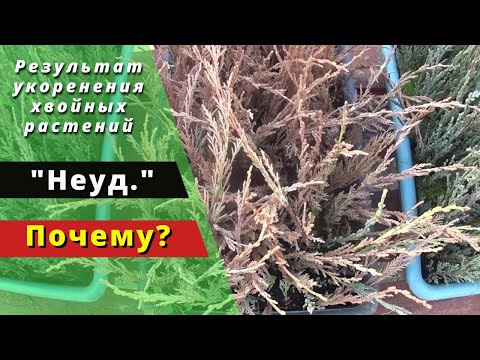 Видео: Плохой результат укоренения. С чем это связано? Как избежать?
