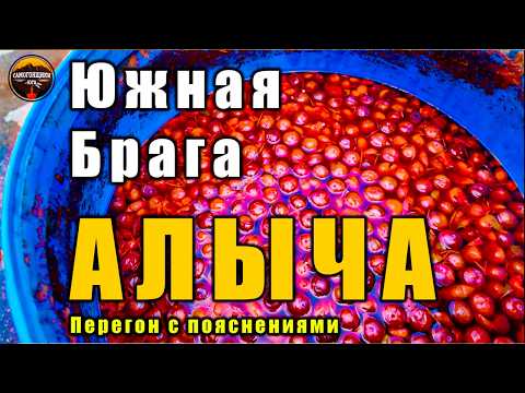 Видео: Брага из алычи от А до Я перегон на аламбике и дегустация | Правильный рецепт