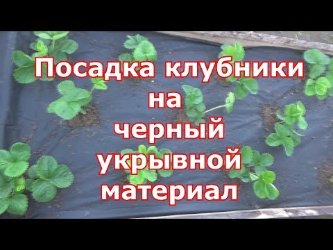 Видео: Посадка клубники на черное агроволокно. Черный укрывной материал супер вариант для садовой земляники