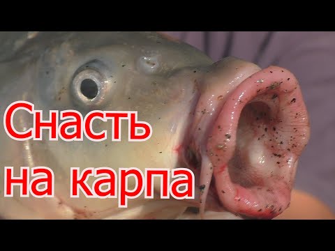 Видео: Снасть на карпа и карася . Монтаж поводка с двумя крючками. My fishing