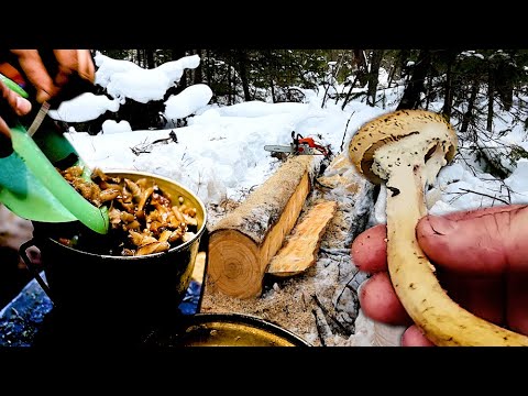 Видео: Доски пилим. Собираем опята. Готовим опята.