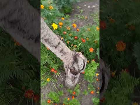Видео: 6 сентября 2025 г.