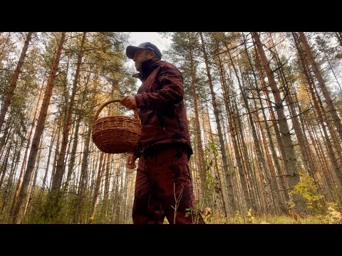Видео: Грибные вести из леса в середине ноября! Грибы в ноябре 2025
