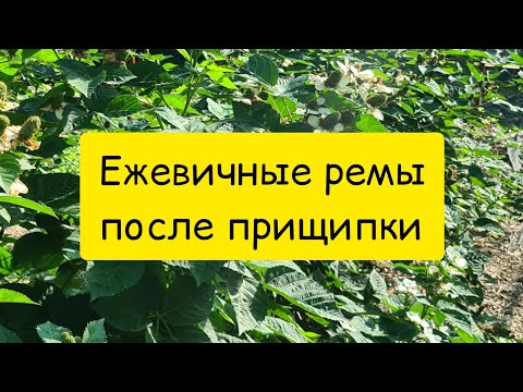 Видео: Ежевичные ремы после прищипки. Блэк Джем.