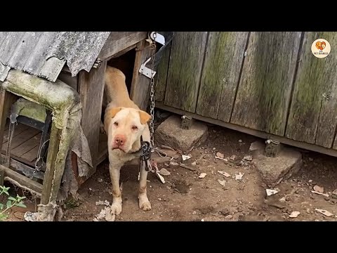 Видео: Всю жизнь прикованный к цепи, он плакал и не мог поверить, что кто-то всё ещё его обнимает.