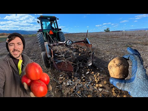 Видео: Копатель сломался! Последний сбор картофеля