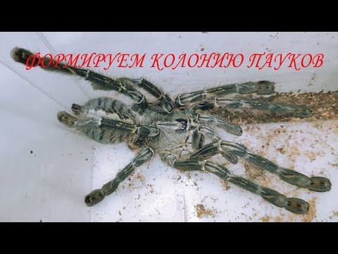 Видео: Poecilotheria rufilata формируем колонию пауков птицеедов. Каннибализм или нет? Арахнофобия.
