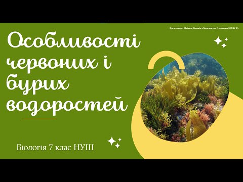 Видео: Біологія 7 клас НУШ  Особливості бурих і червоних водоростей