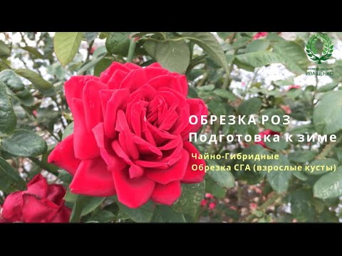 Видео: Подготовка к зиме. ОБРЕЗКА РОЗ. Чайно-Гибридные Обрезка СГА (взрослые кусты). Питомник Е. Иващенко