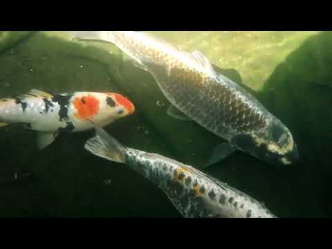 Видео: ЧИСТАЯ И ПРОЗРАЧНАЯ ВОДА В ПРУДУ💧🔥 РЕАЛЬНО👍 БАРАБАННЫЙ ФИЛЬТР 60 МИКРОН✅