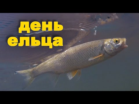Видео: ДЕНЬ ЕЛЬЦА или вот такая рыбалка на голавля. Ловля рыбы на жуков. Красивая природа.