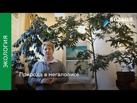 Видео: Природа в мегаполисе