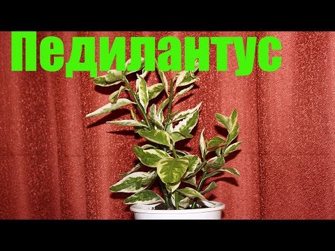 Видео: Педилантус. Обзор. [Надежда и Мир]