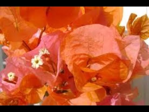 Видео: Бугенвиллея. Отвечаю на вопросы.