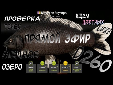 Видео: 😱 ТЕСТИРУЕМ НОВУЮ ТОЧКУ НА МЕДНОМ ОЗЕРЕ 😱 | 🎰КАЖДЫЕ 20 МИНУТ РУЛЕТКИ 🎰 | 🔴 РУССКАЯ РЫБАЛКА 4 🔴