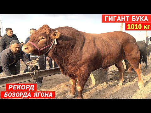 Видео: ГИГАНТ БУКА 100 МИЛЛИОН СУ́М СОТИЛДИ УРГАНЧ МОЛ БОЗОРИ 28-СЕНТАБР ЯНГИ НАРХЛАР !!! ХОРАЗМ БОЗОР 