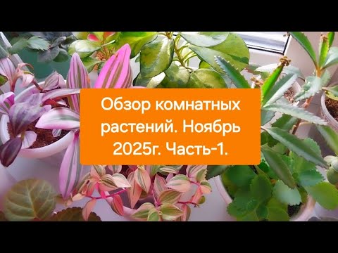 Видео: ОБЗОР КОМНАТНЫХ РАСТЕНИЙ.💖🎄 НОЯБРЬ 2025Г.  ЧАСТЬ-1 🌸🌿🫶