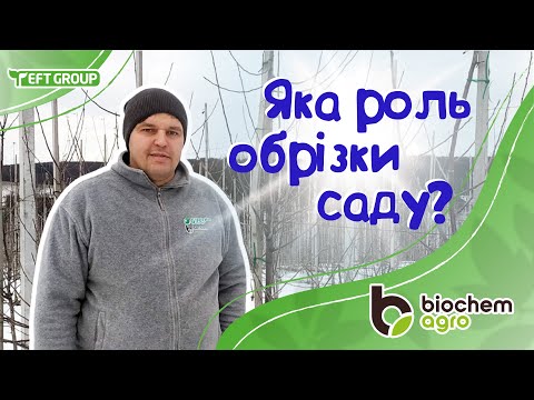 Видео: Сучасна обрізка інтенсивного саду на підщепі М9