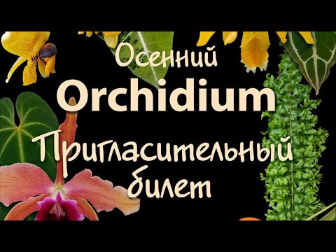 Видео: Прямой эфир с ОРХИДИУМА!!!