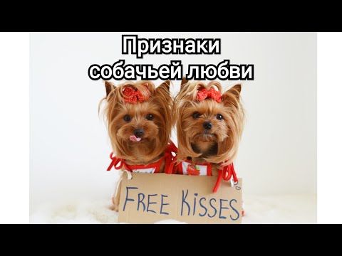 Видео: Признаки собачьей любви