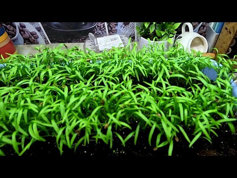 Видео: Я чуть не обалдела... Всё меня не устраивает...